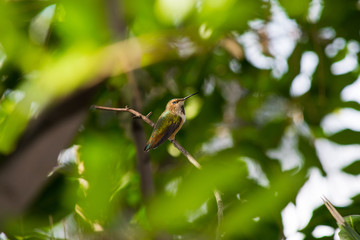 Hummingbird Perched 1