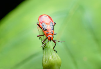 fire bug