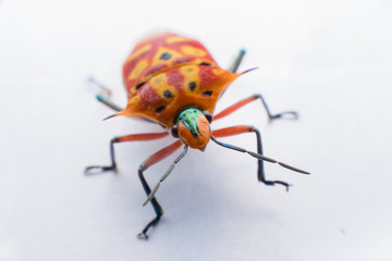  ladybug on leaf in garden