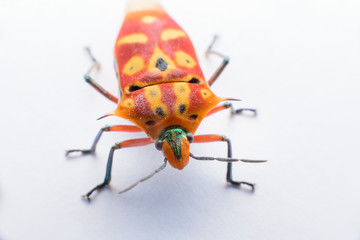  ladybug on leaf in garden © ashophoto