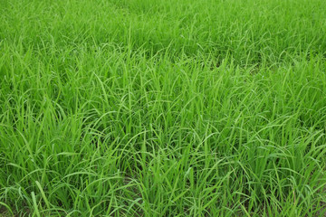Rice field young green with blue sky, landscape picture in Thailand.