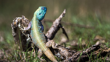Blue headed tree agama lizard