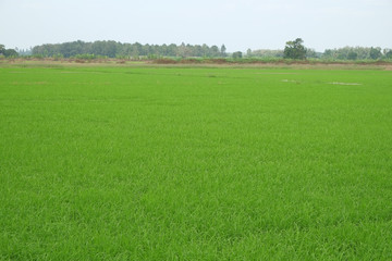 Rice field young green with blue sky, landscape picture in Thailand.