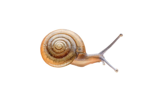 A snail on white background,isolate