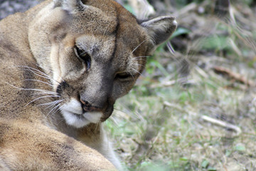 Mountain Lion (Puma concolor)