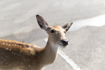 beautiful buck in car park of zoo in Chiangmai ,Thailand