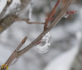 Ice cocoon on branch.