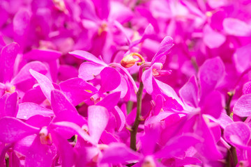 Fototapeta na wymiar orchid flowers for background