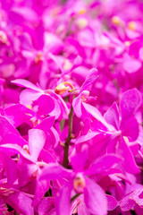 orchid flowers for background