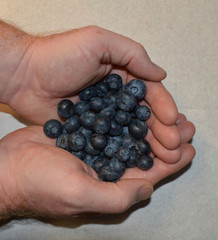 Handful of Blueberries/Hands holding fresh blueberries