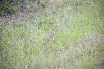Cottontail Rabbit