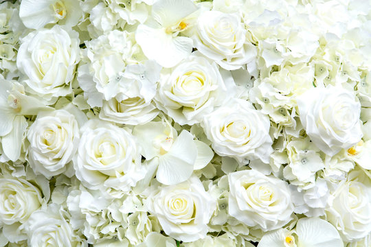 White Roses Background