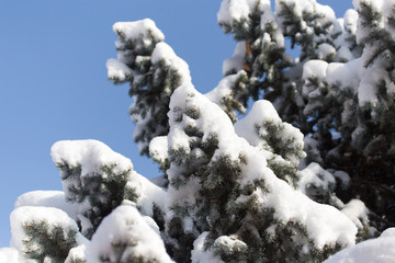 pine tree in the snow against the blue sky