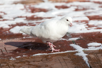 white dove in nature in winter