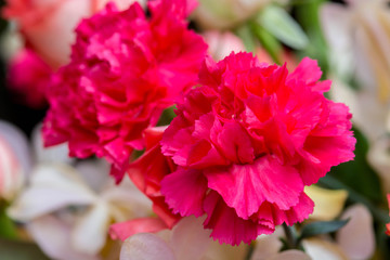 red carnation flower