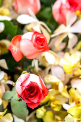 pink roses background