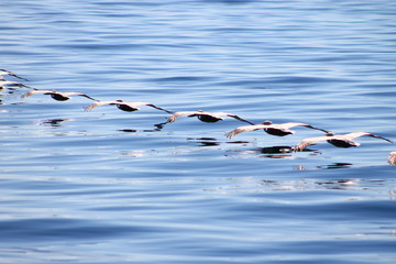 Pelican Squadron Formation © LisaD