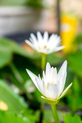  beautiful white lotus flower or water lily