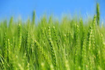 green wheat field