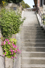 ピンクのイモカタバミの花と階段