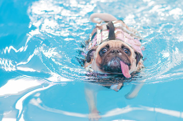 Pug swim in swimming pool