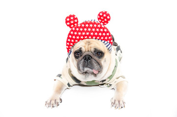 funny pug dog puppy with hip hop hat and soldier costume. isolate on white background