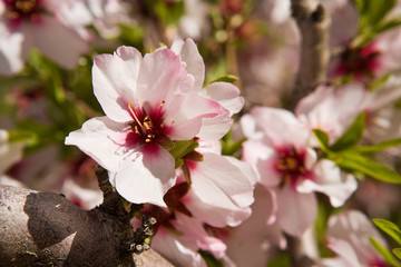 Blossom at Amtoudi, Morocco