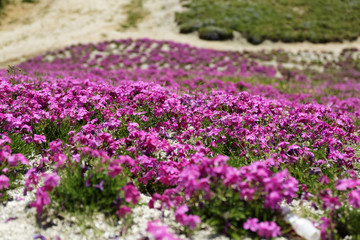 ground pink / Many ground pinks were planted in the whole area and were like a wonderful deep pink carpet