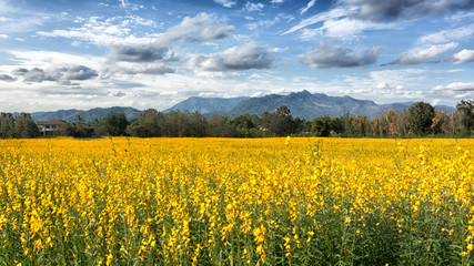 Fototapeta premium beautiful of farm Crotalaria flower in Thailand