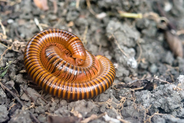 Millipedes are breeding