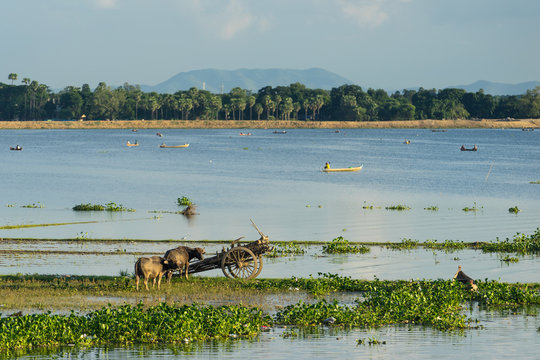 Natural life at Taungthaman lake, UBein bridge, Mandalay,Myanmar