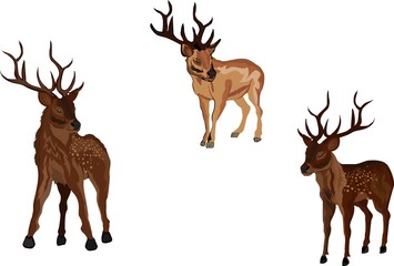 Naklejka na ściany i meble Set of vector deers isolated on white
