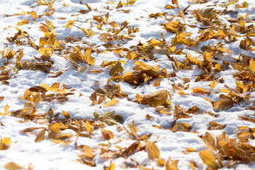 leaves lie on the snow in the winter