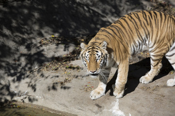 Bengal Tiger