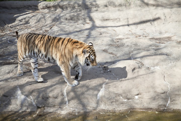 Fototapeta premium Bengal Tiger