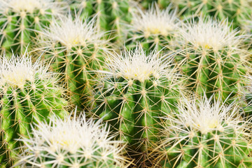 green cactus with long thorns