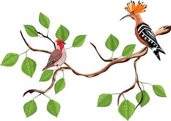Hoopoe and waxwing bird sitting on tree branch © Massaget