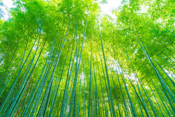 Path to bamboo forest at Arashiyama in Kyoto.