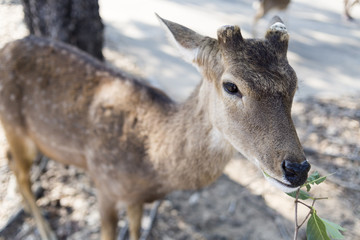 beautiful buck with cut horn eating vetgetable, grass or leaf fr