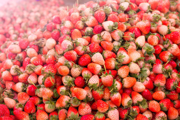 Close up of fresh strawberry in the north of Thailand