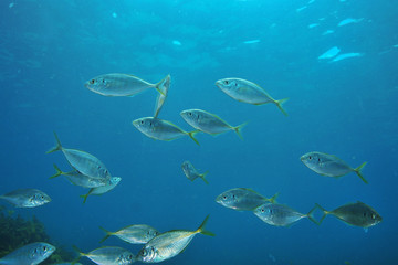 Young trevally Pseudocaranx dentex in blue water of the channel at Goat Island.