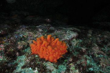 Fototapeta na wymiar Bright orange nipple sponge on flat bottom with coarse sand.