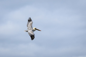 Brown Pelican in Flight - Powered by Adobe
