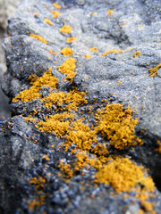 Orange Moss