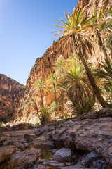 Fototapeta na wymiar Palm trees at Valley at Amtoudi Id Aïsa, Morocco