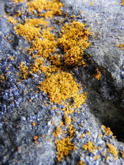 Orange Moss