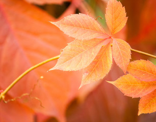 Red leaf. Selective focus.