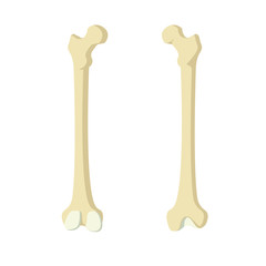 human bone anatomy illustration design