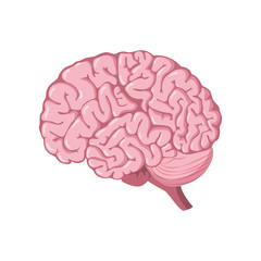 brain anatomy illustration design