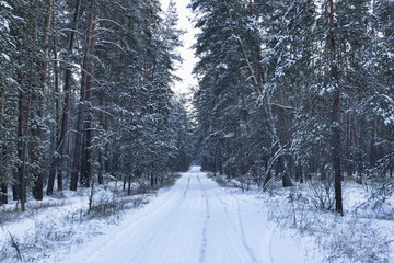 Forest road through the winter woods